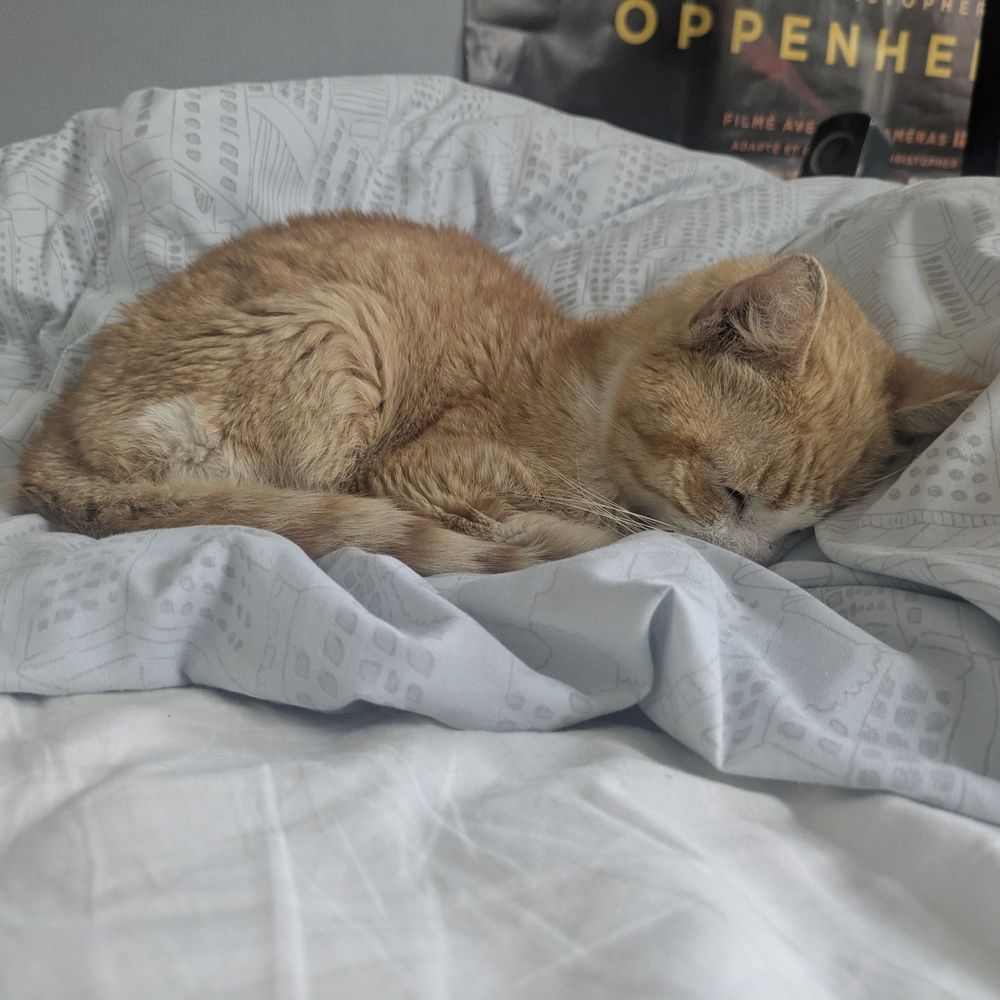 An orange cat sleeping on a bed.
He is having a great time 👍