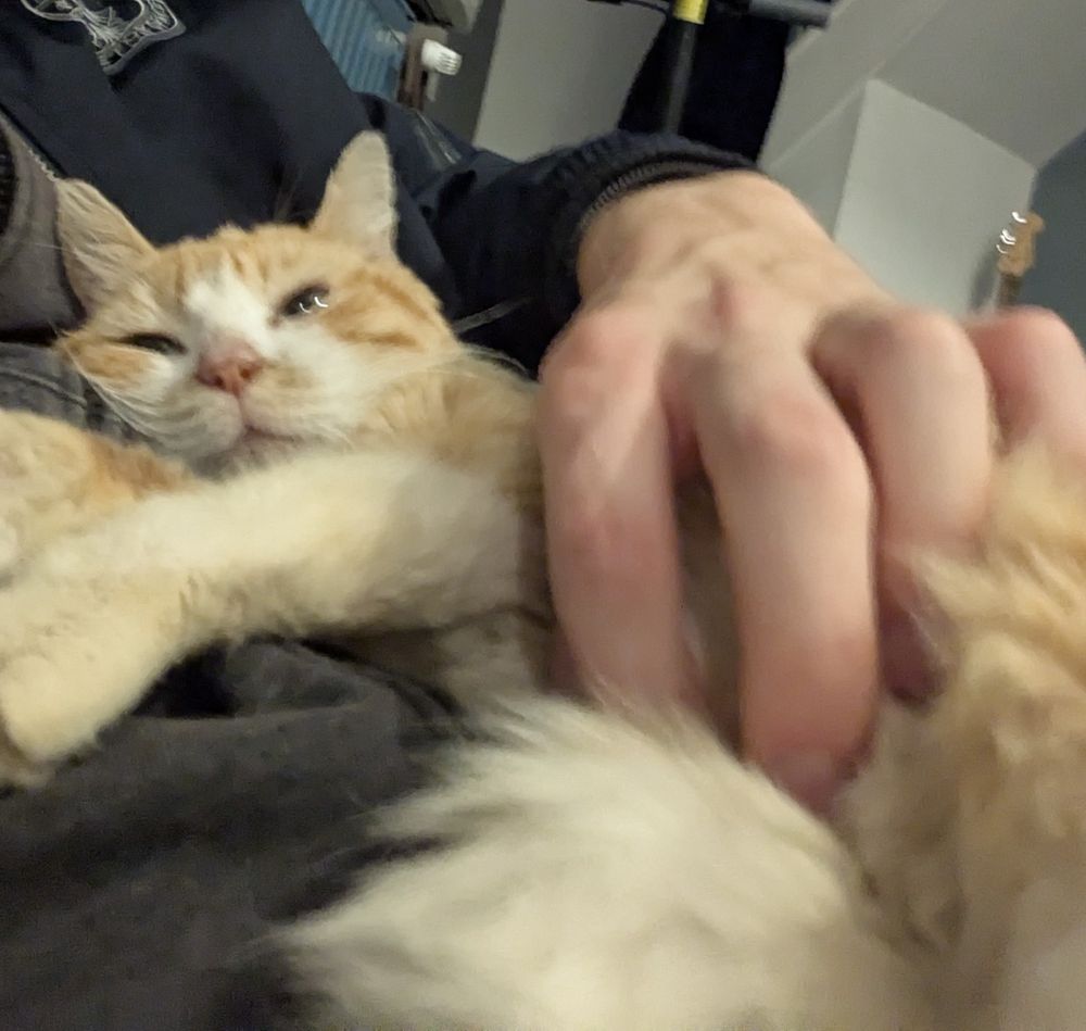 An orage cat being cuddle and he likes that very much