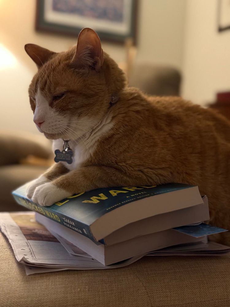 Orange cat sitting on pile of ARCs