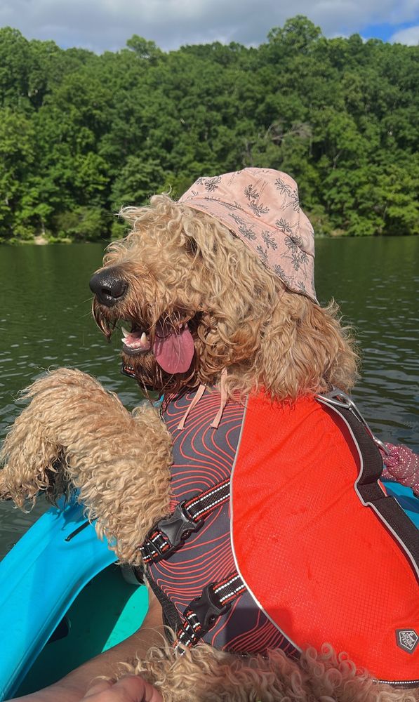 A goofball goldendoodle named Scout hanging out in a canoe. 