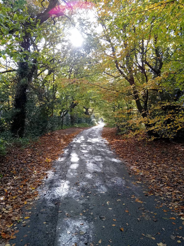 Tree-lined avenue catches some Autumn sun. 