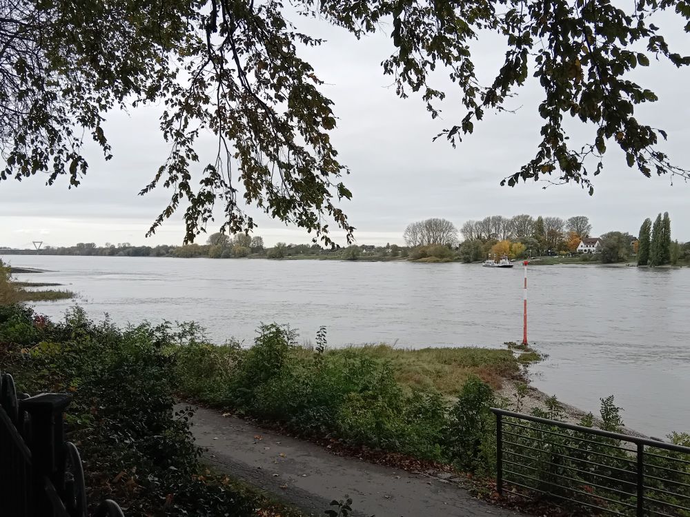 The Rhein river, with towpath, and overhanging branches.