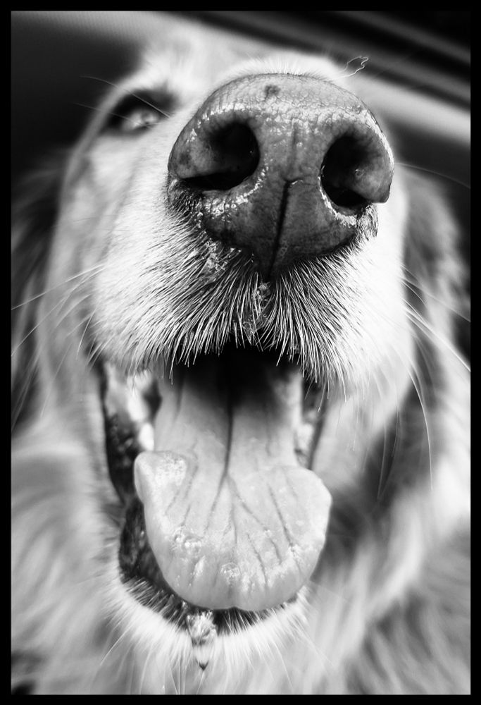 Portret van een hond in zwart wit 