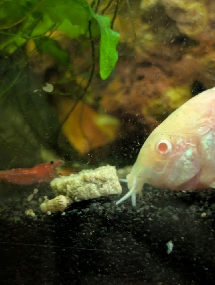 a reddish shrimp on one side of a food pellet and an albino cory on the other