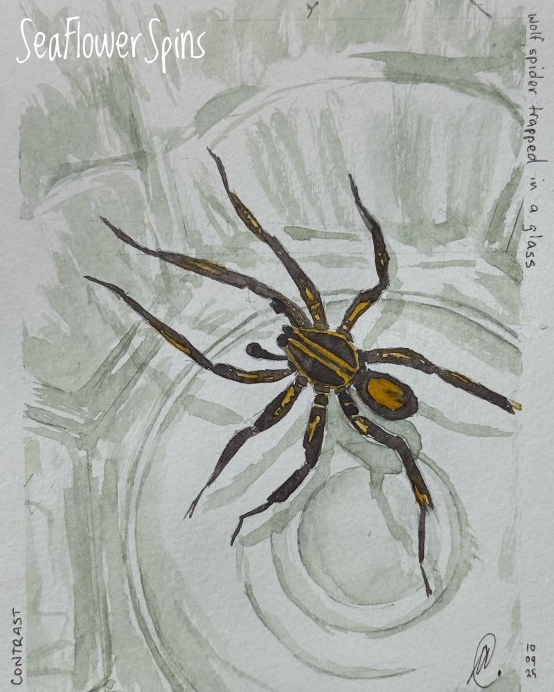 A watercolour painting of a wolf spider trapped in a glass. The spider is a dark brown with golden-brown highlights. 