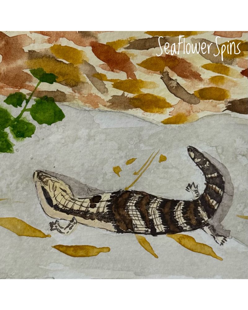 A watercolour painting of a bluetongue lizard sunning on a rock. The lizard’s head is creamy while its characteristic fat stubby body and tail are banded in shades of dark brown. The leaf litter is suggested by brown and ochre marks, and a small green plant sits above the lizard. 