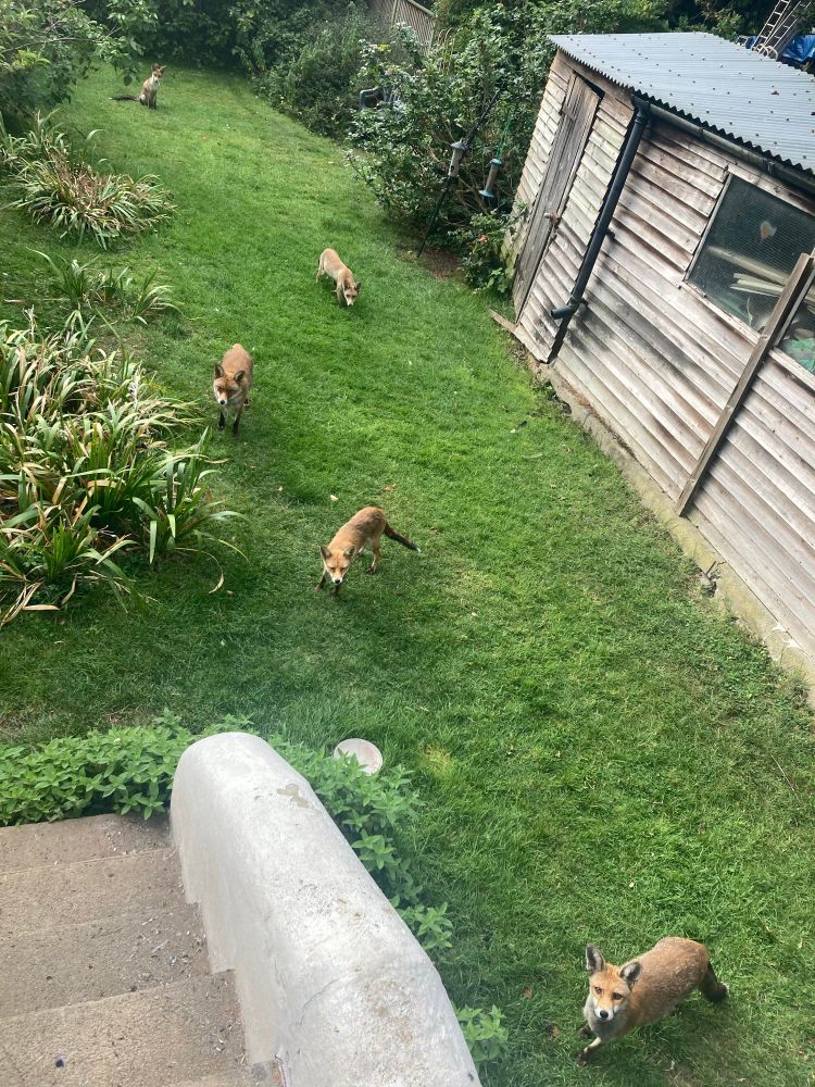 Five foxes in a back garden 