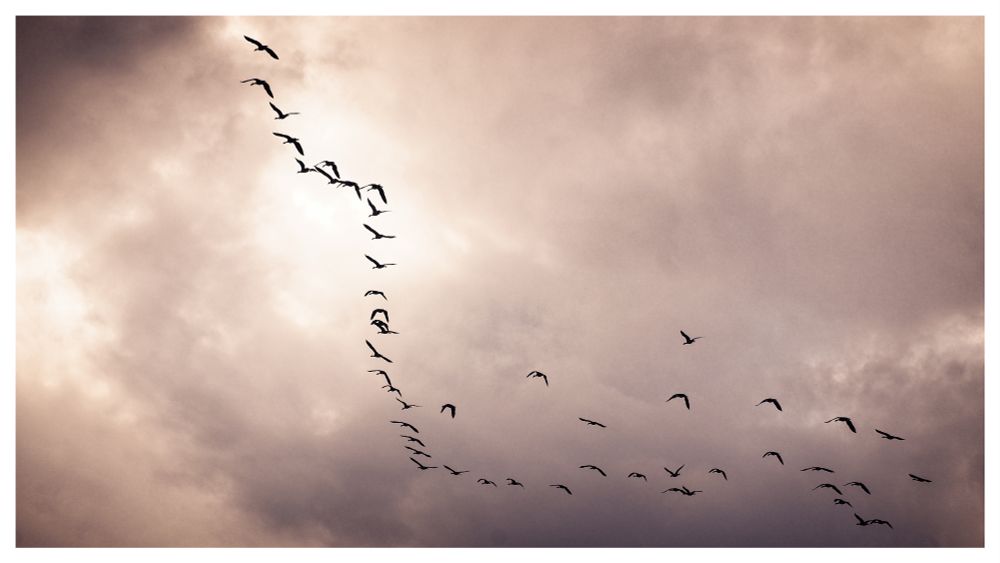 A flock of birds flying against a cloudly sky with pickets of sunlight.