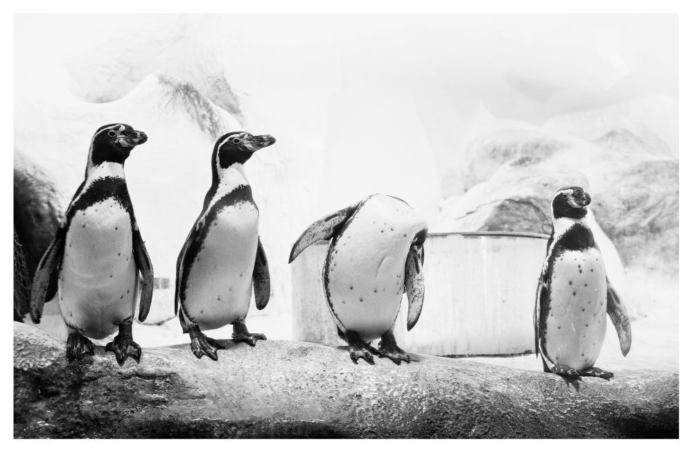 Four penguins standing in a row, but one of the penguins is hiding its head.