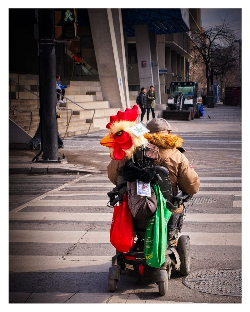 Man on electric scooter with a giant rooster head waiting to cross a street in downtown Toronto, Canada.