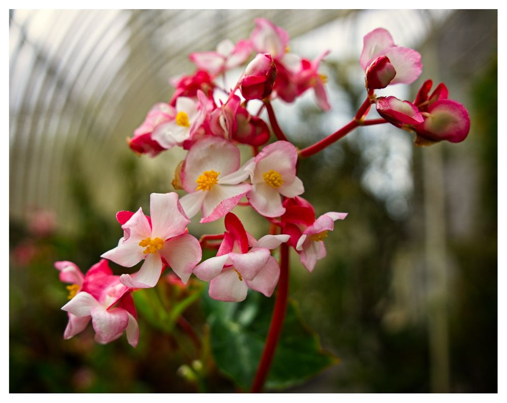 A pink and white flower inside a green greenhouse. Swirling out of focus windows in the background.