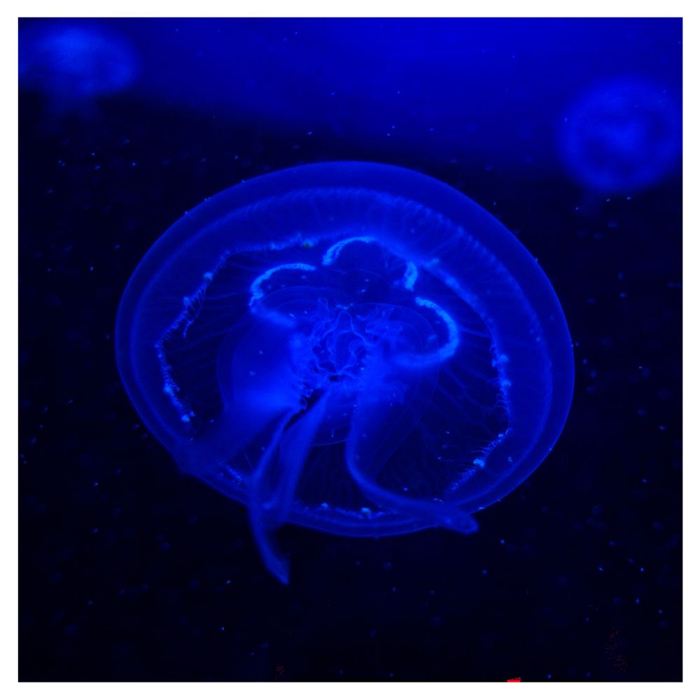 Blue jellyfish floating among other blue jelly fish.