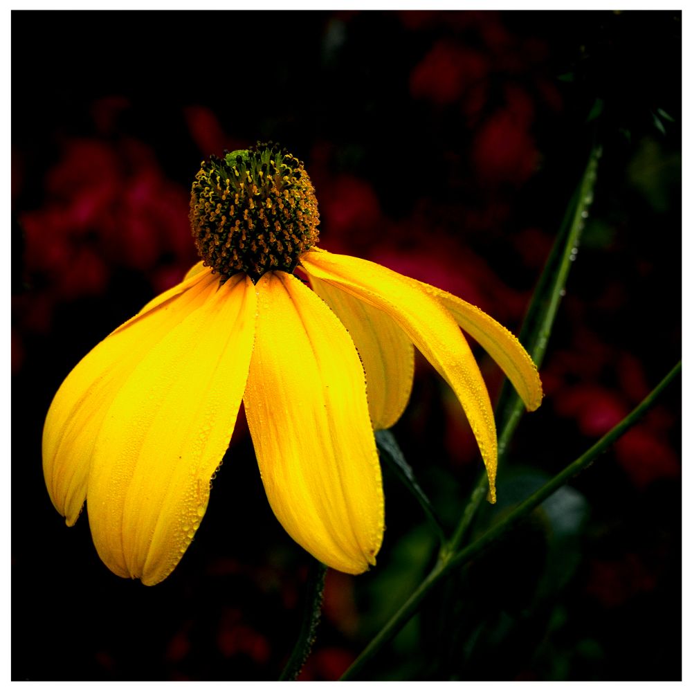 Yellow flower weighed down by the early morning dew.