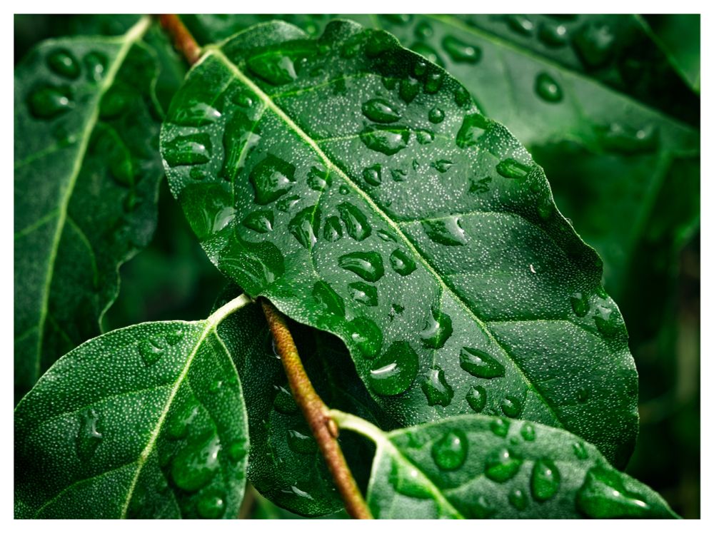 Macro photography of wet green leaves with yellow stems.