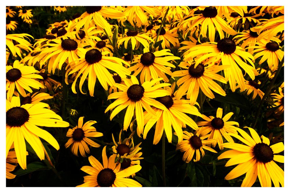 A field of yellow flowers at golden hour in the middle of July.