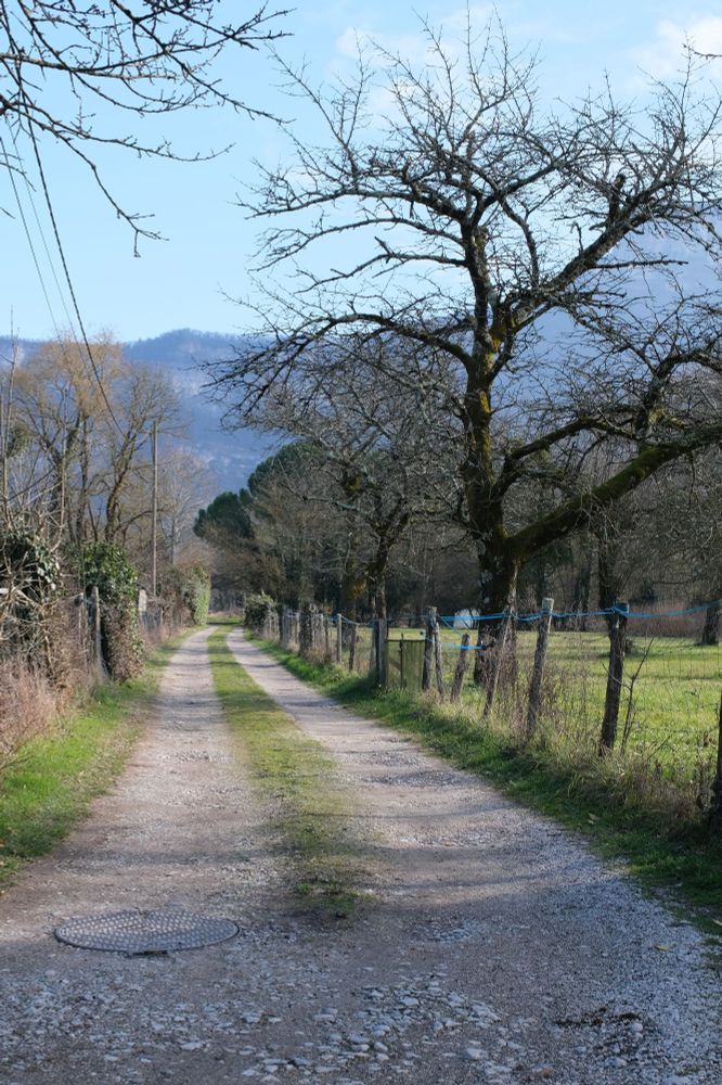 A country laneway lined with bare winter trees.