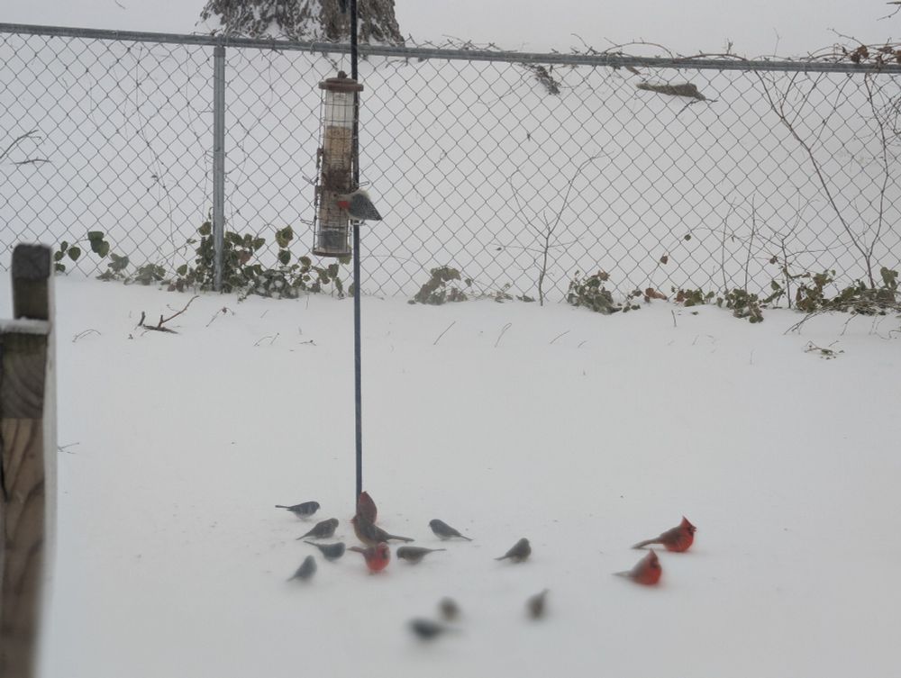 Several birds around a bird feeder.