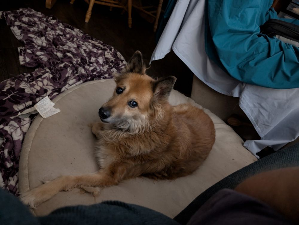 Medium sized tan dog with black pointed ears with one front paw out lying on a large round dog bed.