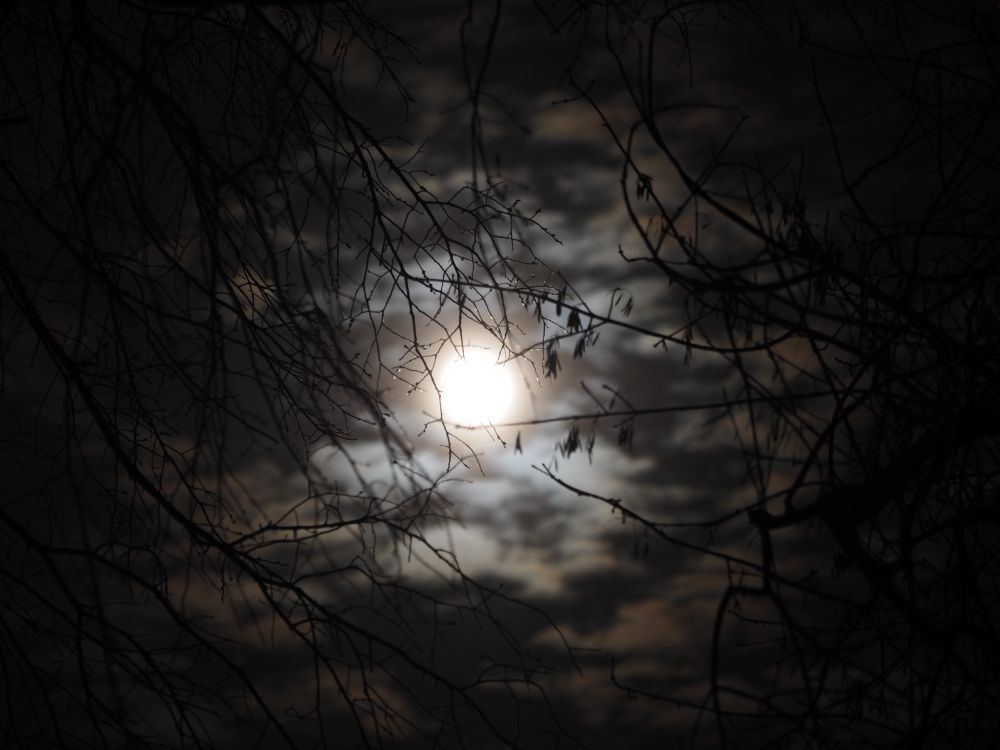 the full moon behind branches and clouds