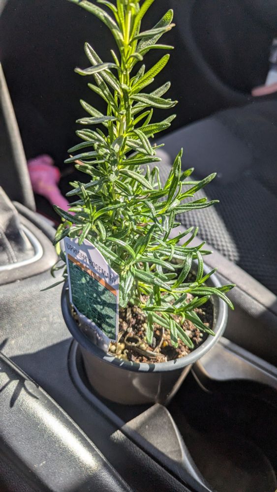 A rosemary plant in a car cup holder 