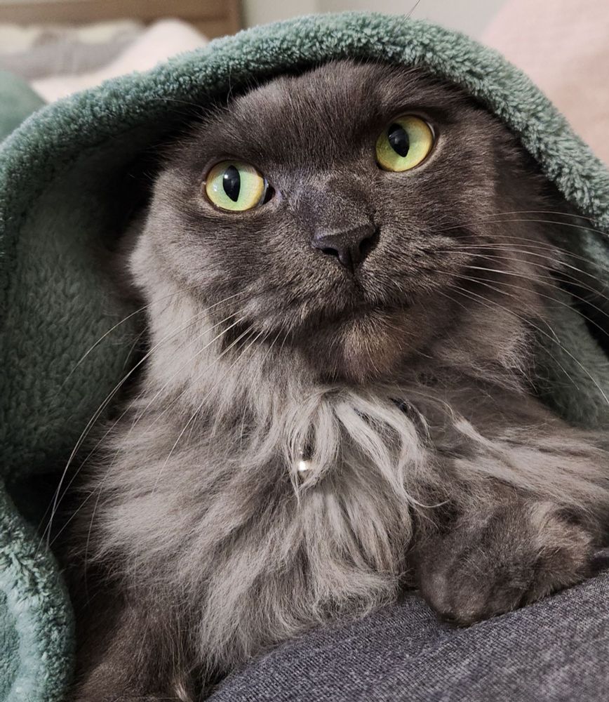 My long-haired grayblue male cat hiding on my lab under a green blanket from the rain