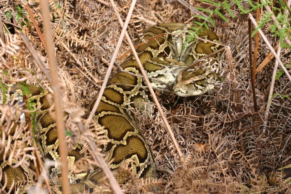 An invasive python hidden in the underbrush.  Kevin Enge/Florida Fish and Wildlife via FLICKR | CC BY-ND
