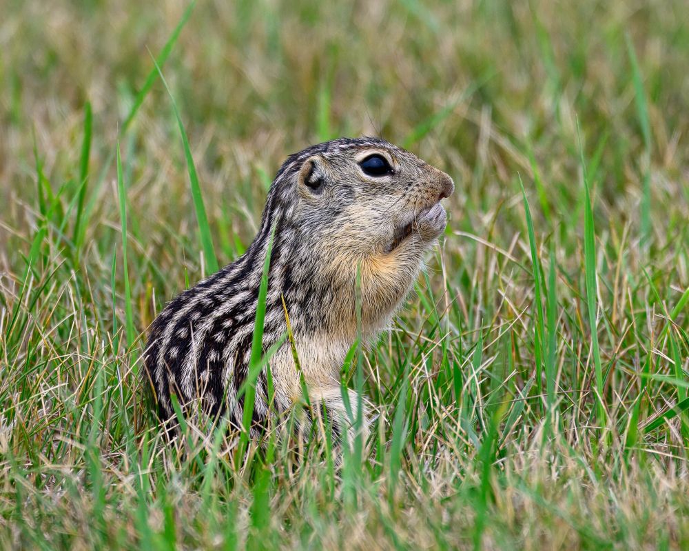 It’s simply not fair that this thirteen-lined ground squirrel gets to be all cozy and rest when it’s cold outside and I don’t.  © Chris O'Donoghue via iNaturalist | CC-BY