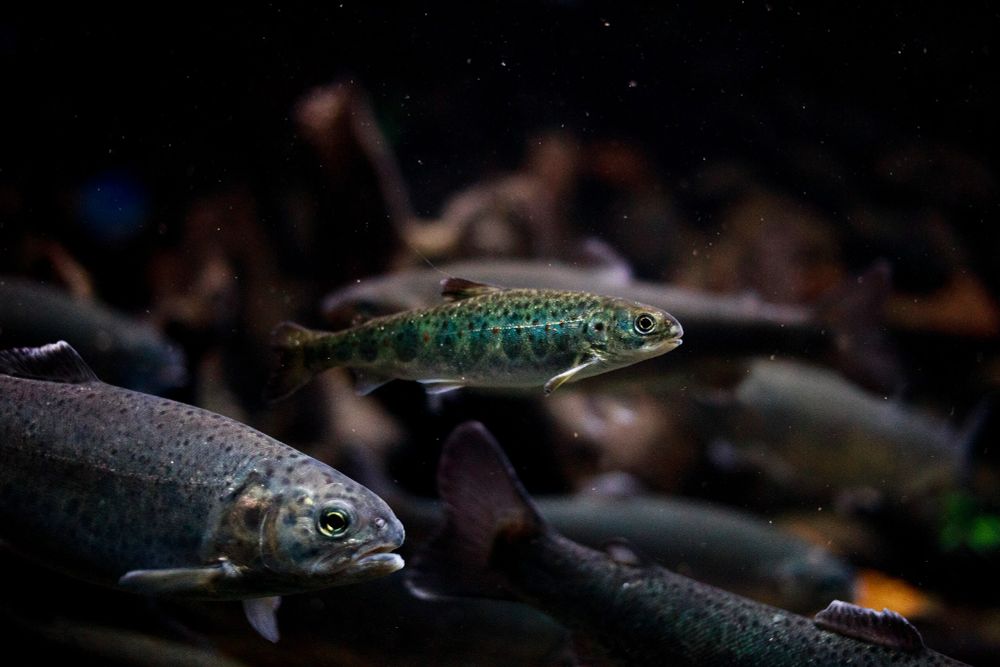 Atlantic salmon smolts like these seem to destress when they’re on benzos—and that’s probably not good for them. Nicolás via Wikimedia Commons | CC BY-SA
