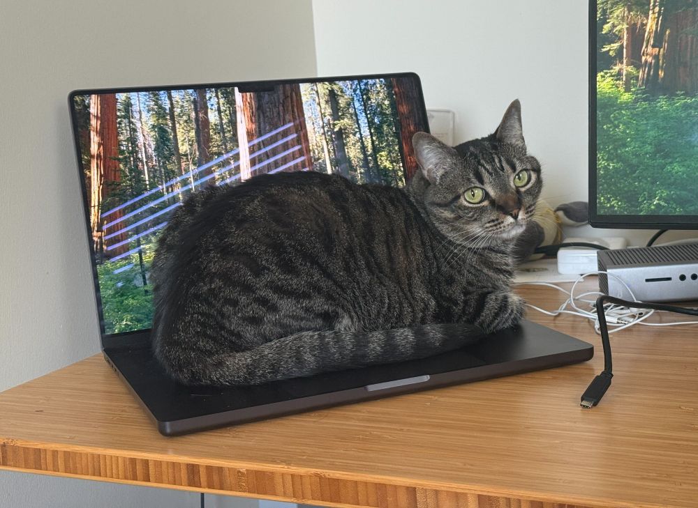 Powerful step-by-step reasoning models get confused by random feline facts. Credit: Meagan Cantwell/Science
