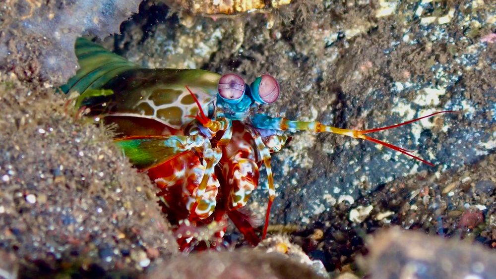 Definitely don’t poke this mantis shrimp, lest it poke back.  Credit: Chris Spain | CC0

