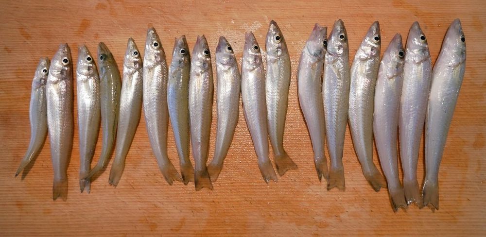まな板に並べられたシロギス、17匹。