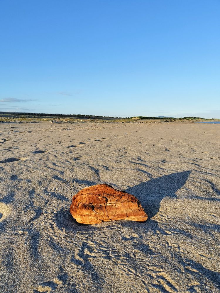砂浜の上にぽつんとある、赤っぽい流木の塊。輪郭がなんとなく、肉食恐竜の頭部っぽい形をしている。近寄って撮ったところ。