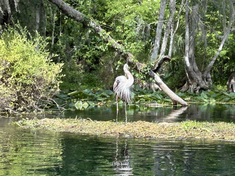 Heron showing its wings in Silver Springs State Park!