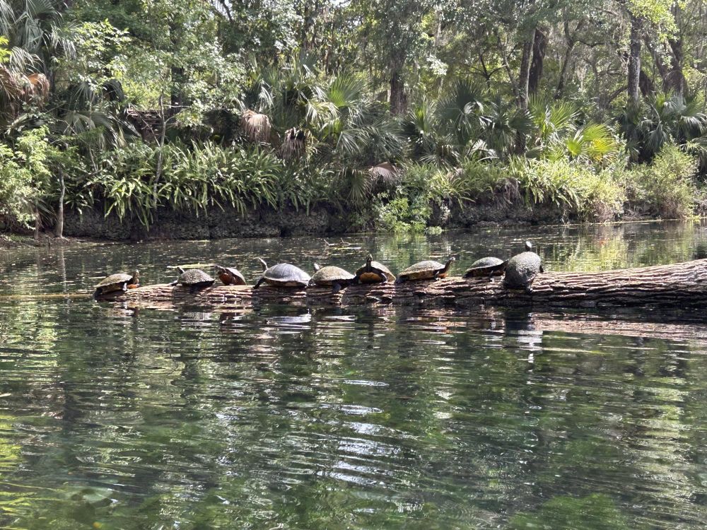 Turtles on a log!