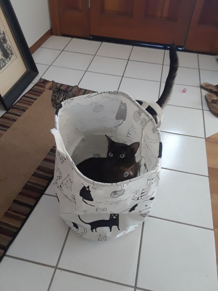 Chocolate brown cat sitting in a round pop-up laundry hamper that has cats drawn on it. There is a grey tabby cat peaking out from behind said hamper.