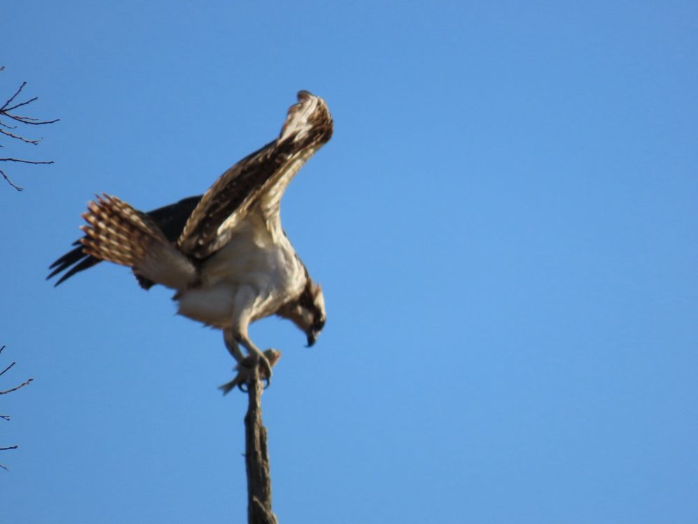 Osprey with fish