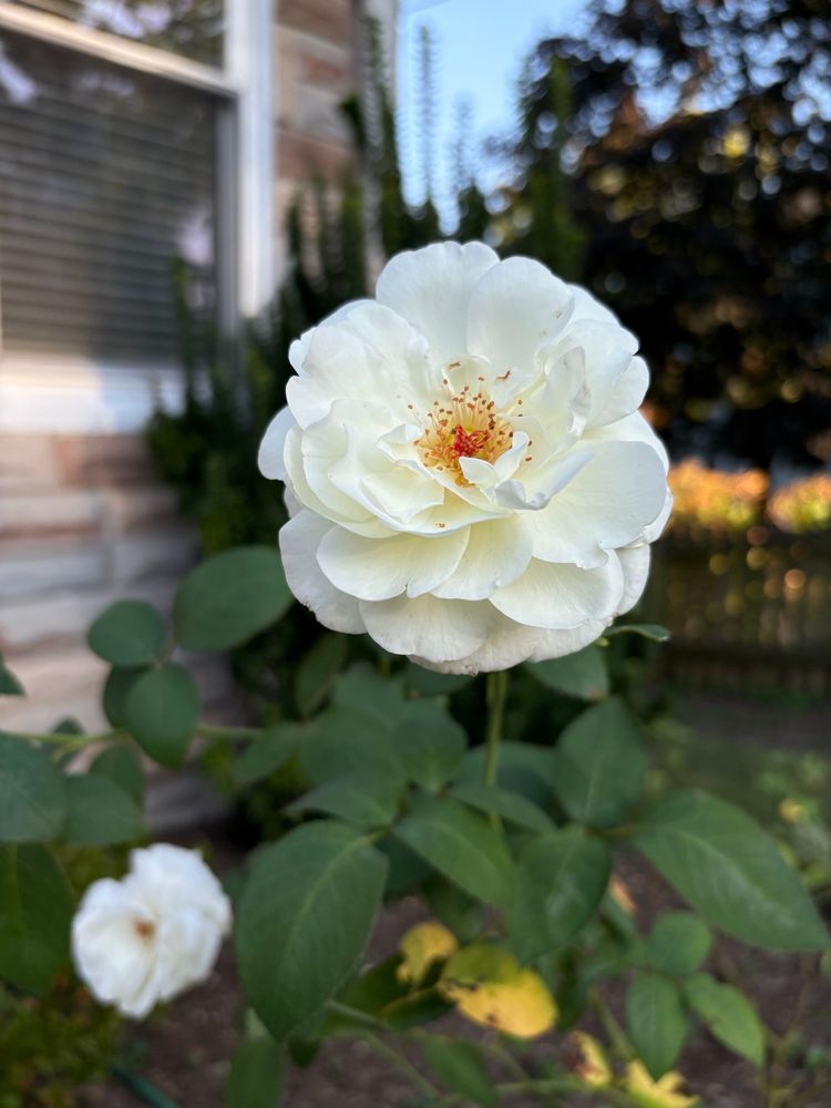 A white rose in full bloom, against a backdrop of greenery.