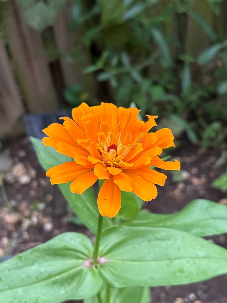 Bright, deep yellow zinnia in full bloom against the backdrop of a wooden fence.