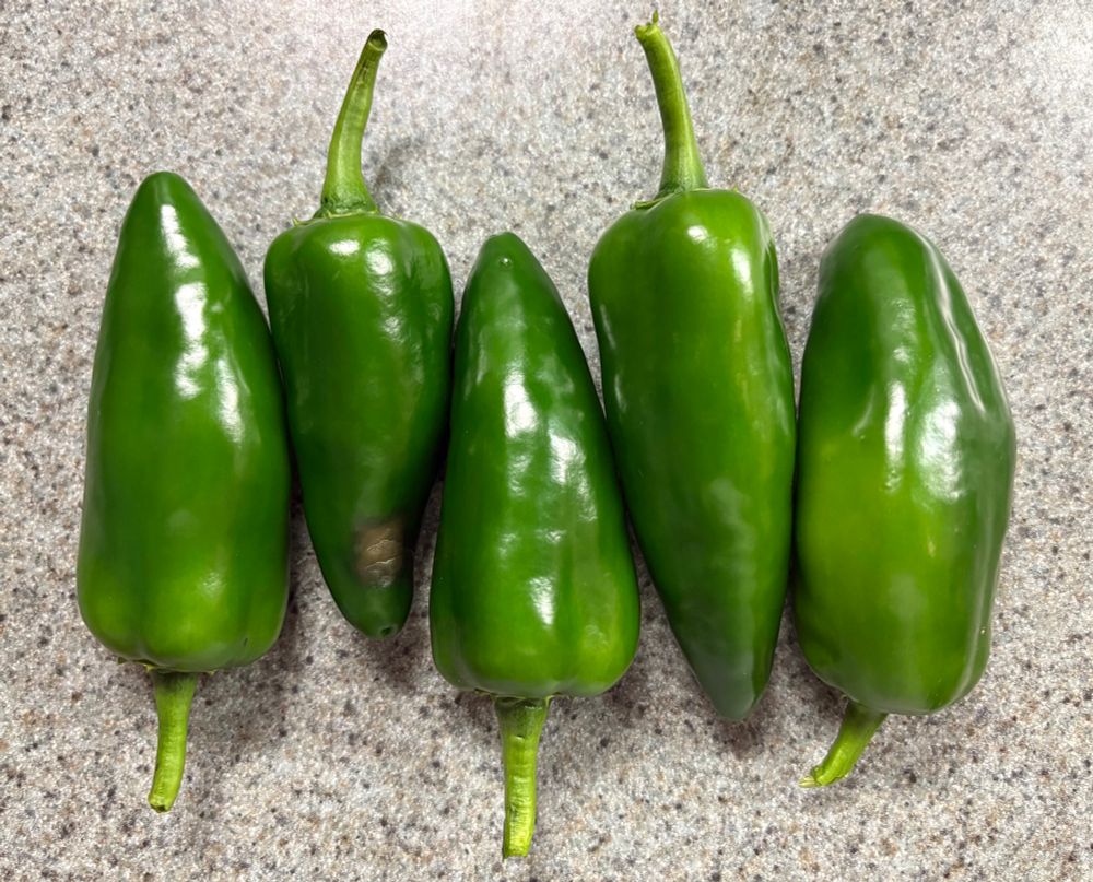 A row of five glossy, deep green jalapeño peppers laying on a pebbled countertop.