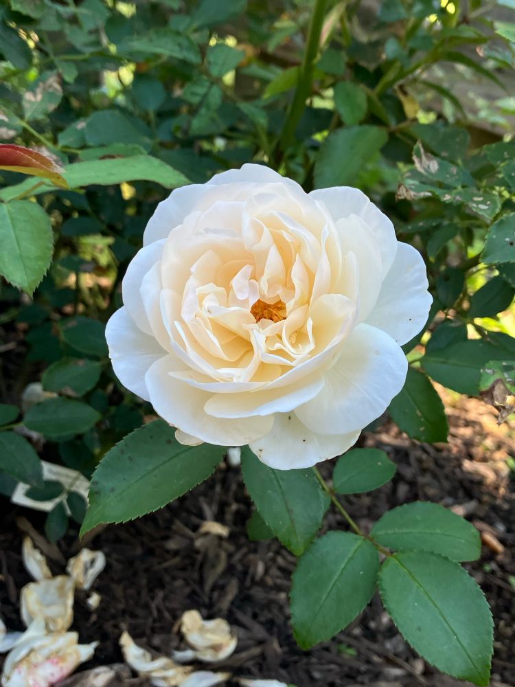 A creamy white rose, in bloom against lush green leaves. The bush is snuggled into a corner of the garden fence.