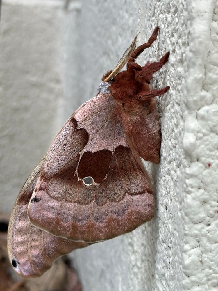a closeup profile of a polyphemus moth with its wings closed, clinging to a concrete block wall