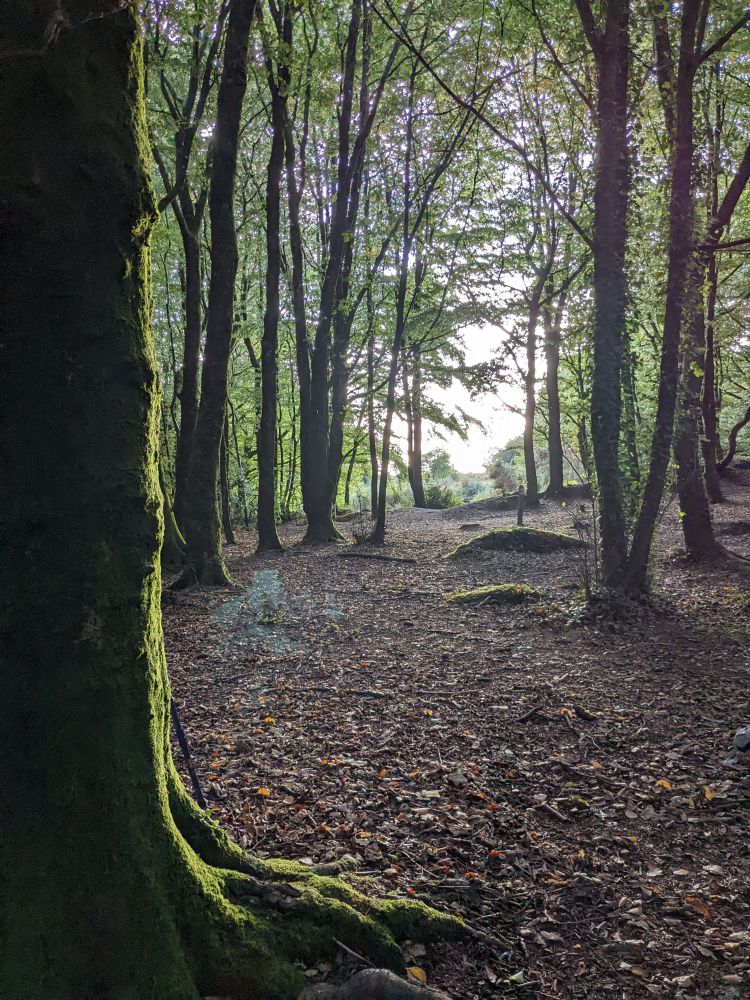 Beech forest in the UK