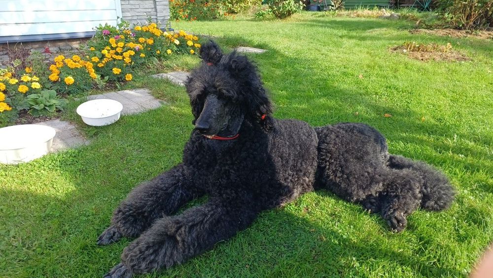 Black puddle lying on grass, his hair in a bun