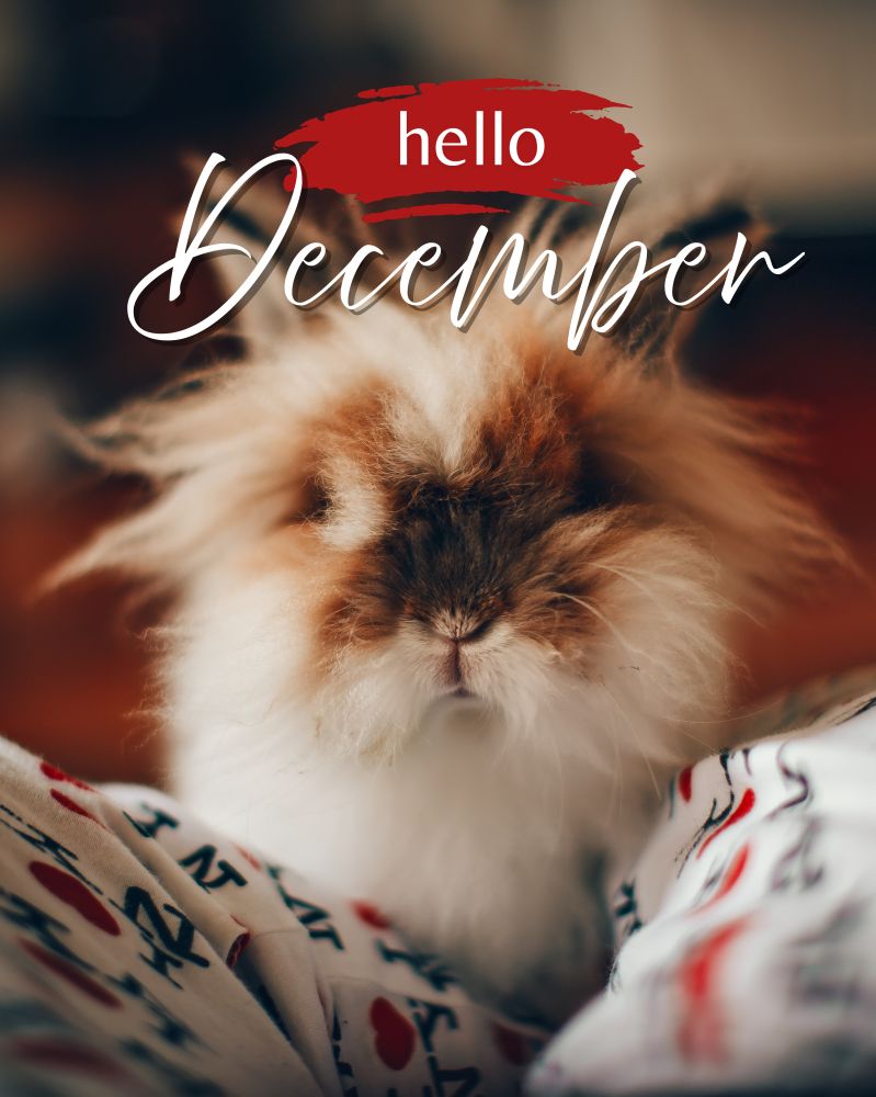 Photo of a brown and white rabbit with crazy fur; text reads "hello December." Photo by Helena Lopes.