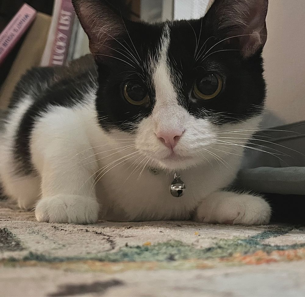black and white cat