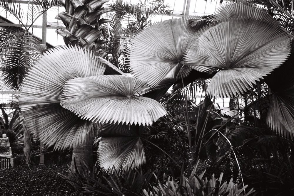 Monochrome photo of the giant leaves of a tropical plant in Chicago’s Garfield Conservatory 