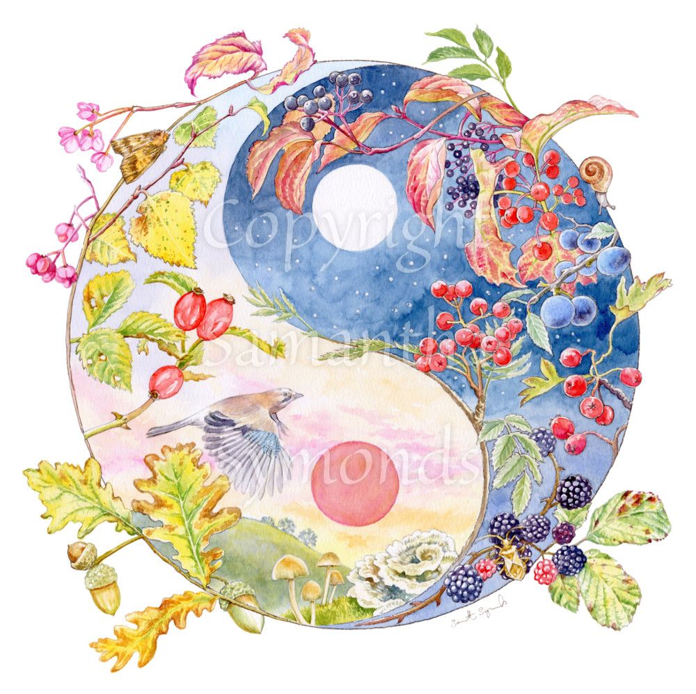 A Yin-Yang shape is surrounded by branches of native trees in autumn colours and some bearing fruit. The left hand half of the shape is filled with a pink/pale orange sky, and a large red sun forms the traditional 'dot' over a grassy hill. Autumn leaves and berries overlay the sky, a jay sings flies over, and fungi sit at the bottom. A moth sits on the outside curve. The right hand half features a dark blue sky with stars, with a white moon forming the 'dot'. Autumn leaves and berries overlay the scene. A snail creeps down one side.