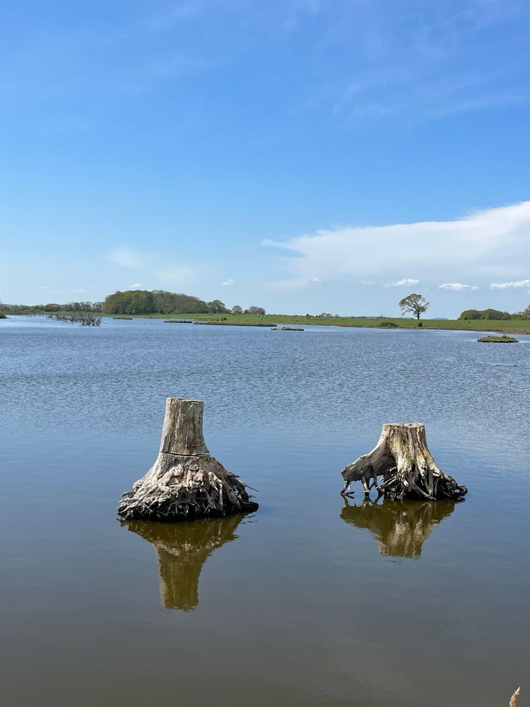 Weiher. Bäumereste sind vorne sichtbar und spiegeln sich im ruhigen Wasser. Im Hintergrund sind Bäumen zu erkennen 