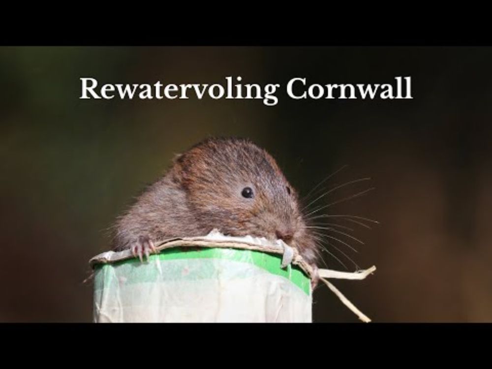 Expanding water vole reintroductions in Cornwall  Live