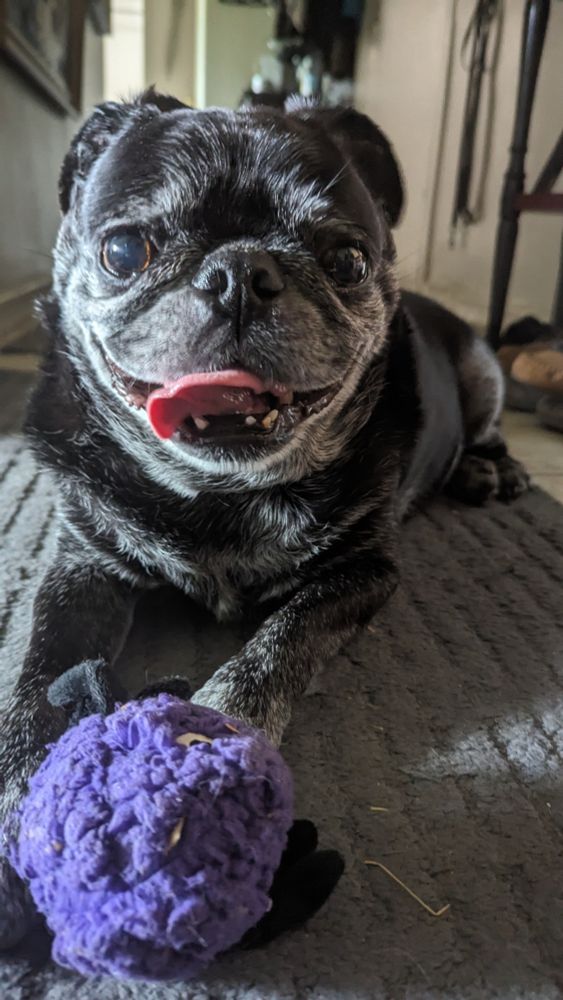 A boy and his toy spider. 
A smiling pug mix laying on a rug with a 'spider' (purple fluffy ball with 8 legs)